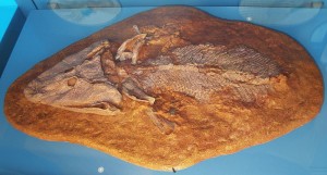 800px-Tiktaalik_roseae