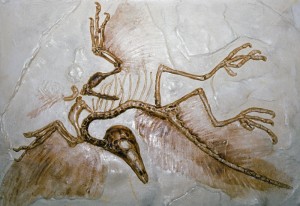 Archaeopteryx-fossil-004-300x206